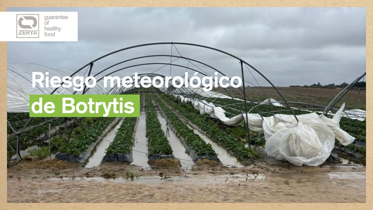 Cómo mitigar la Botrytis durante períodos de mayor riesgo meteorológico (1).jpg